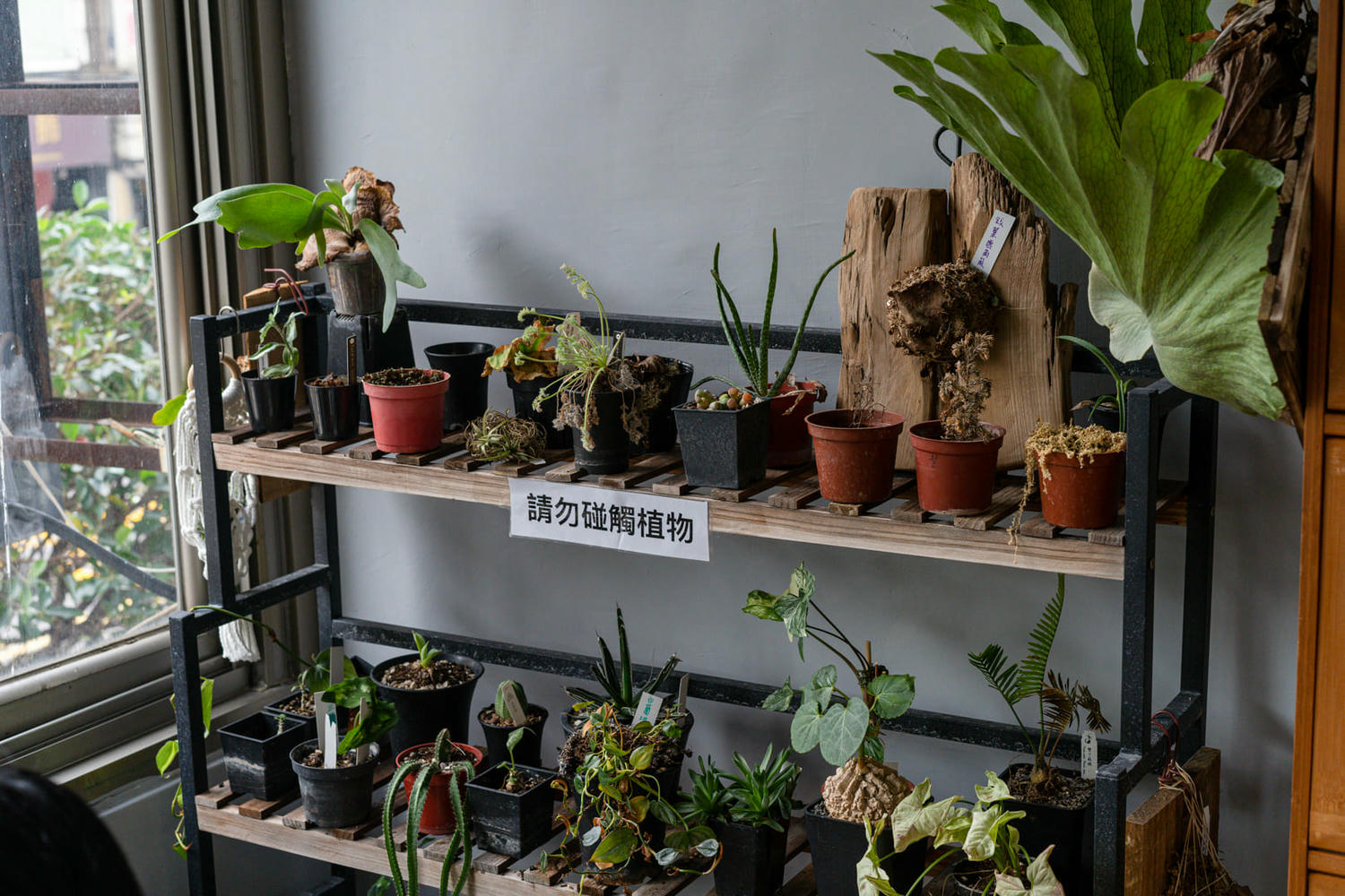 新開幕!新店爬屋爬蟲咖啡廳,跟爬蟲動物互動,低消只要150元! - 第10張圖