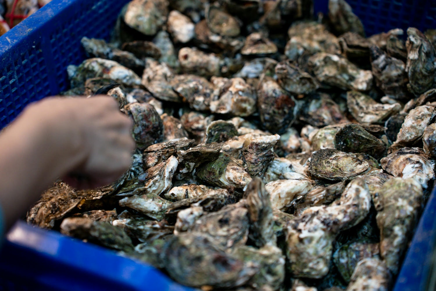 林口海世界複合式碳烤店|現流海魚、生魚片、螃蟹吃到飽!當季牡蠣海鮮無限享用,不收服務費超划算! - 第7張圖