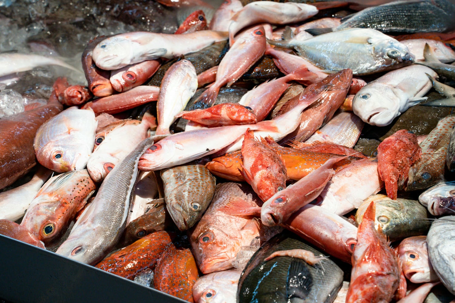 林口海世界複合式碳烤店|現流海魚、生魚片、螃蟹吃到飽!當季牡蠣海鮮無限享用,不收服務費超划算! - 第4張圖